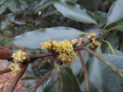写真：枝に小さめの花が集まる
