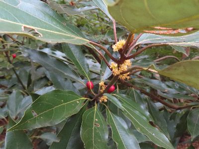 写真：赤い実とクリーム色の花がついている