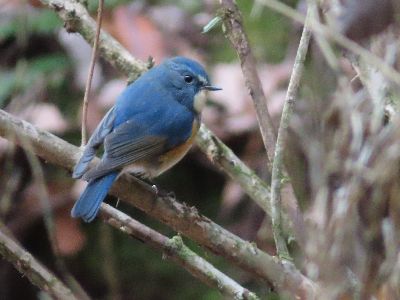 写真：枝に止まる、青い小鳥