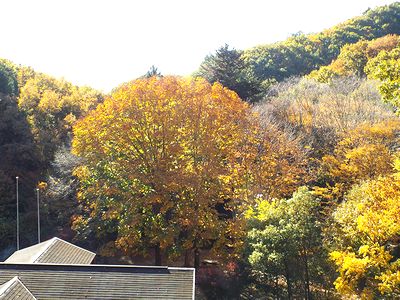 写真：センターの屋根の向こうに黄葉した大きなトチノキが枝を広げている