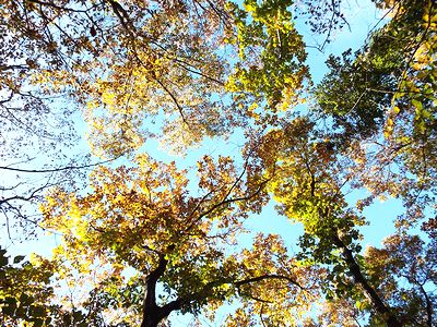 写真：黄色くなった樹冠にやわらかな日の光が当たっている