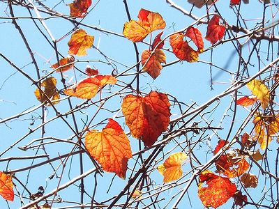写真：三角形の真っ赤な葉が木にからまって高いところまで登っている