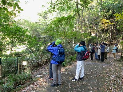 写真：落ち葉の舞う園内で鳴き声を頼りに鳥を探す参加者たち