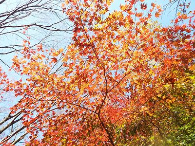 写真：紅葉の木