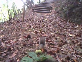 写真：木の上から実を下ろして来たリス