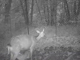 写真：母ジカのお腹の下で乳を飲む仔ジカ