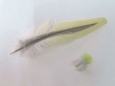 写真：緑と灰色の羽根