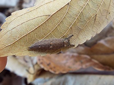 写真：落ち葉に座というつかまる場所を糸でつくり、ぺたっとくっついているイモムシ