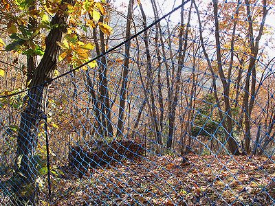 写真：柵内のササは刈り取られ、腐葉土箱は落ち葉でいっぱいになっている