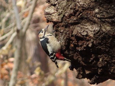 写真：木の幹にしっかりと脚でつかまっているアカゲラ