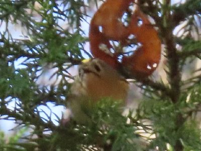 写真：頭のてっぺんが黄色の小鳥