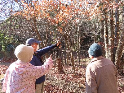 写真：ヤマコウバシを良く観る3人