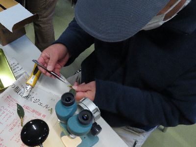 写真：顕微鏡に植物をセットする