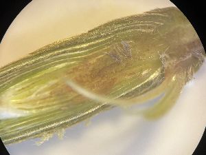 写真：顕微鏡でのぞいた冬芽の断面