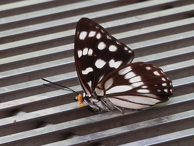 写真：黒地に白い模様が入った蝶