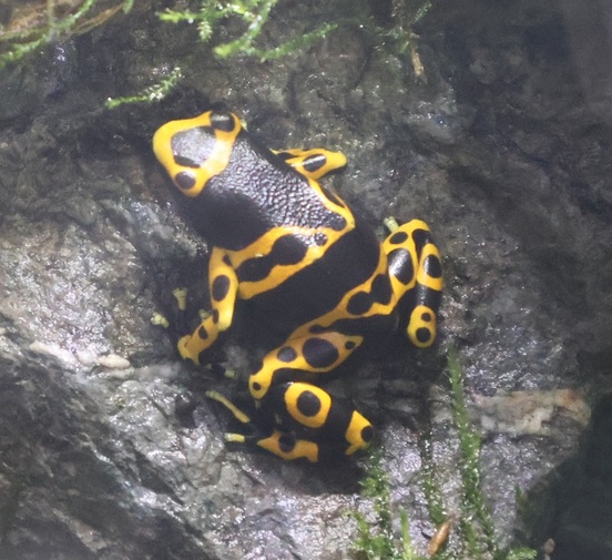 キオビヤドクガエルの画像