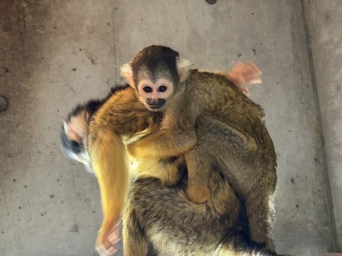 2026年3月のリスザルのこどもの姿