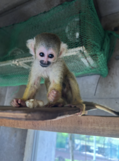 リスザルのこども姿の画像