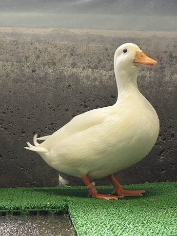 成長したコールダックの画像