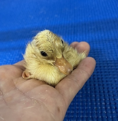 コールダックの雛の頃の画像