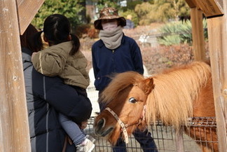ミニチュアホースとのふれあい風景