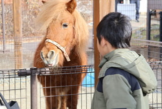 ミニチュアホースとのふれあい風景