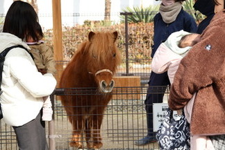 ミニチュアホースとのふれあい風景