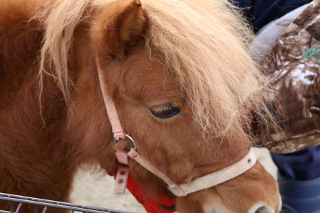 ミニチュアホース「カスミ」アップの写真