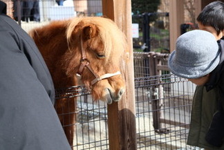 ミニチュアホースとのふれあい風景
