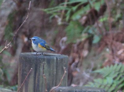 写真：園路の手すりに止まる青い鳥