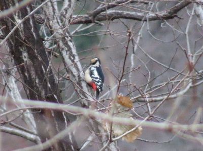 写真:幹に止まり木をつつくアカゲラ