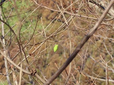 写真:木々の茶色の中に、緑のまゆ