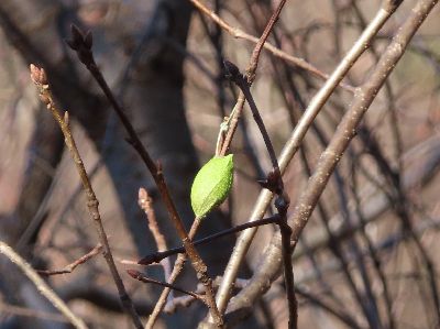 写真:木にぶら下がるまゆ