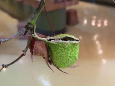 写真:まゆの上部