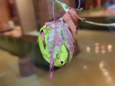 写真:まゆの下部