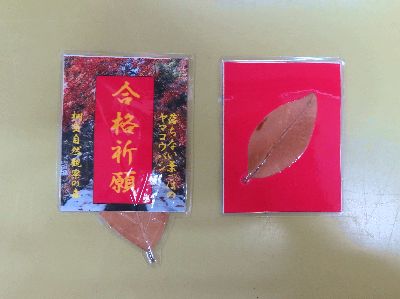 写真:合格祈願の文字の入った御札、裏にはヤマコウバシの葉が一緒にラミネートされている