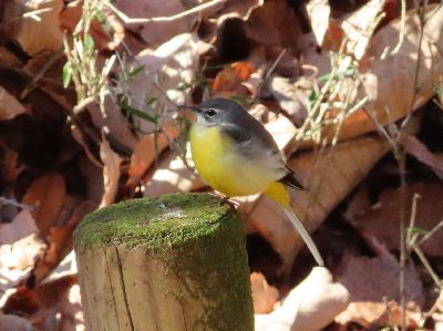 写真：黄の上に止まるお腹が黄色の鳥
