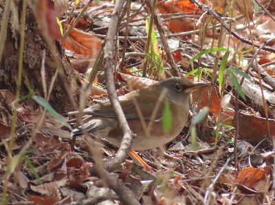 写真:地面の上にいる鳥
