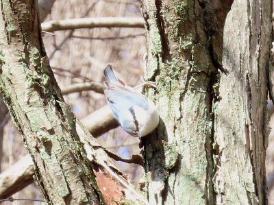 写真：木の幹に下向きに止まる鳥