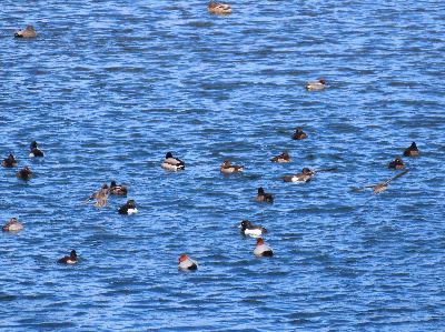 写真：川にたくさんのカモが浮かんでいる。