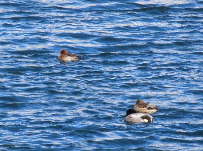 写真：川に3羽のカモが浮かんでいる