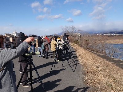 写真:河原沿いに並んだ望遠鏡と観察する参加者