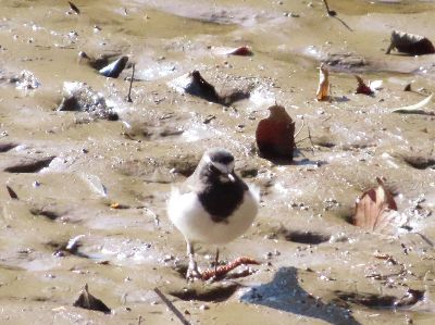 写真:水辺の上を歩く白と黒の鳥
