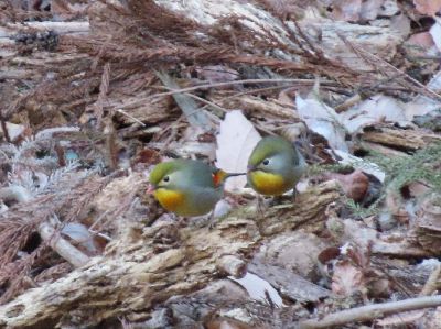 写真:2羽のソウシチョウ