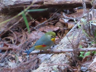 写真:緑や黄や赤などの色の綺麗な鳥