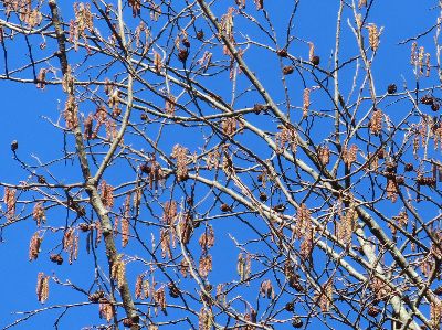 写真：細長い花と丸い実がたくさん付いている
