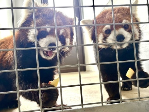 レッサーパンダのかずのことフランの画像