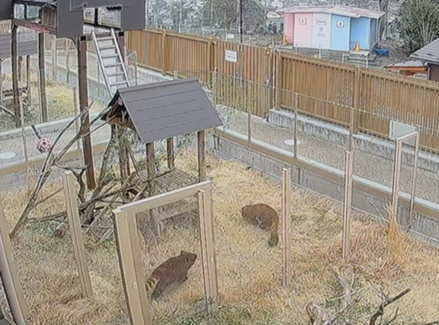 レッサーパンダのフランとかずのこの画像