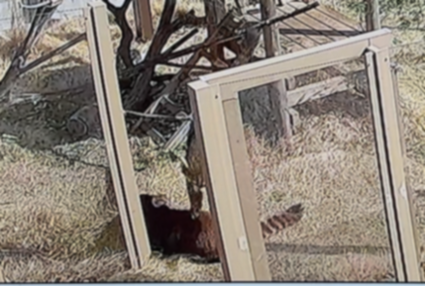 フランに飛びつこうとしているかずのこの画像