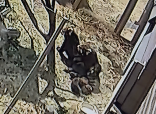 交尾しているレッサーパンダの画像